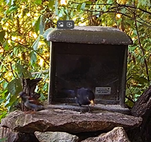 Amsel und Spatz 21.07.24