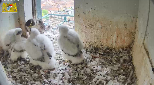 2023-04-27 07_57_30-Webcam - Lebensraum Burg und 1 weitere Seite - Persönlich – Microsoft​ Edge