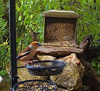 Kernbeisser 1 15.06.24