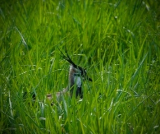 IMG_20230430_193334_166