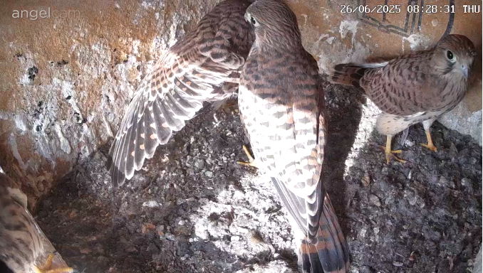 Snap_2025.06.26_08h28m57s_004_