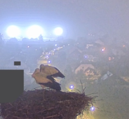 Screenshot_20241105-195217_DuckDuckGo