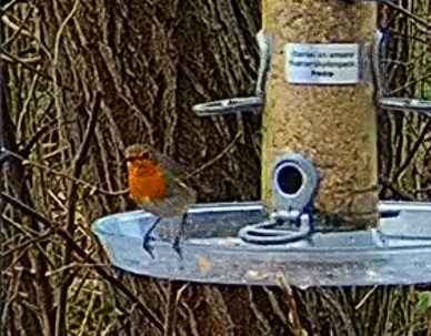 Robin 17.12.24