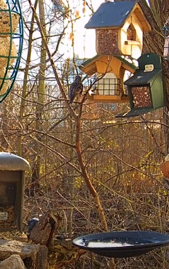 2023-03-03 16_06_12-Deutschlands erste Futterhaus-Webcam des LBV - LBV - Gemeinsam Bayerns Natur sch