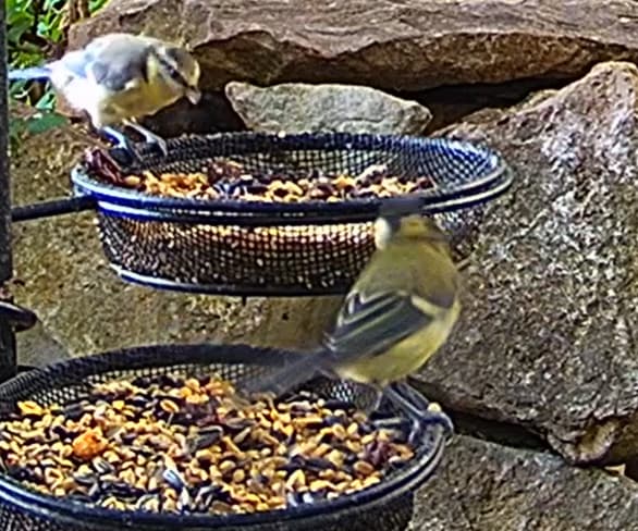 Altkohli und Junges abends 28.06.24