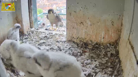 2023-04-27 07_57_15-Webcam - Lebensraum Burg und 1 weitere Seite - Persönlich – Microsoft​ Edge