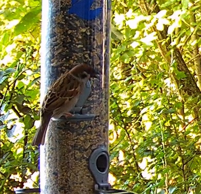 Dem Spatz schmeckt es bei Schorsch 18.06.24