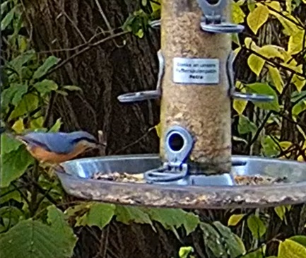 Kleiber bei Petra 22.10.24