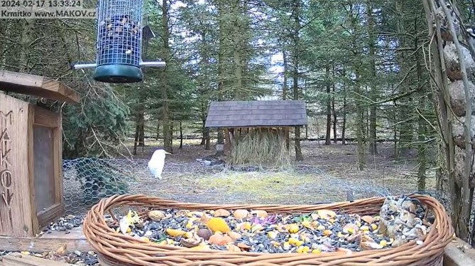 Makov49
