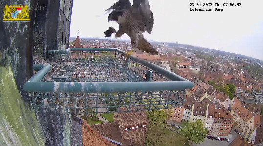 2023-04-27 07_56_54-Webcam - Lebensraum Burg und 1 weitere Seite - Persönlich – Microsoft​ Edge