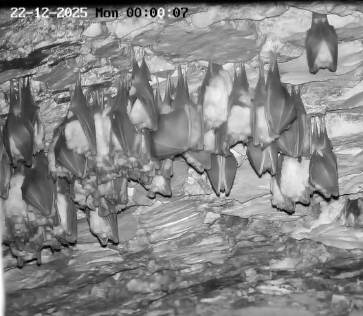 2025-12-22 ab 00.00 Hufi mit ausgebreitetem Flügel