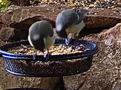 Kohlis im Doppel 05.07.24