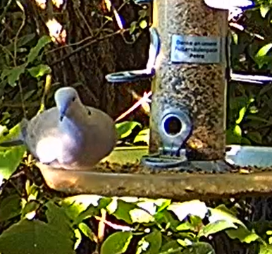 Tüta-Solist 08.07.24