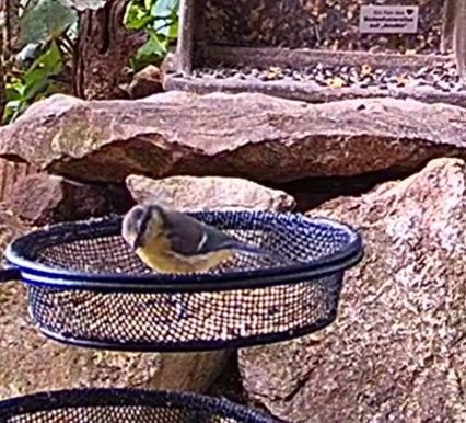 Blasse Blaue 20.06.24