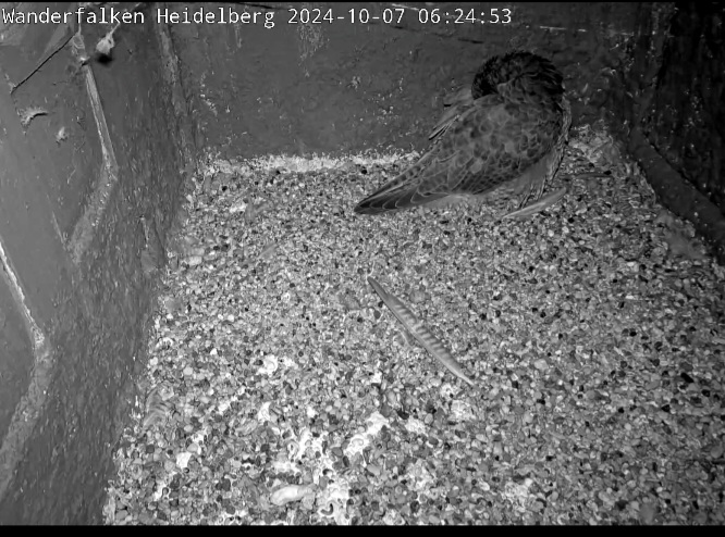 Screenshot_20241007-062427_DuckDuckGo