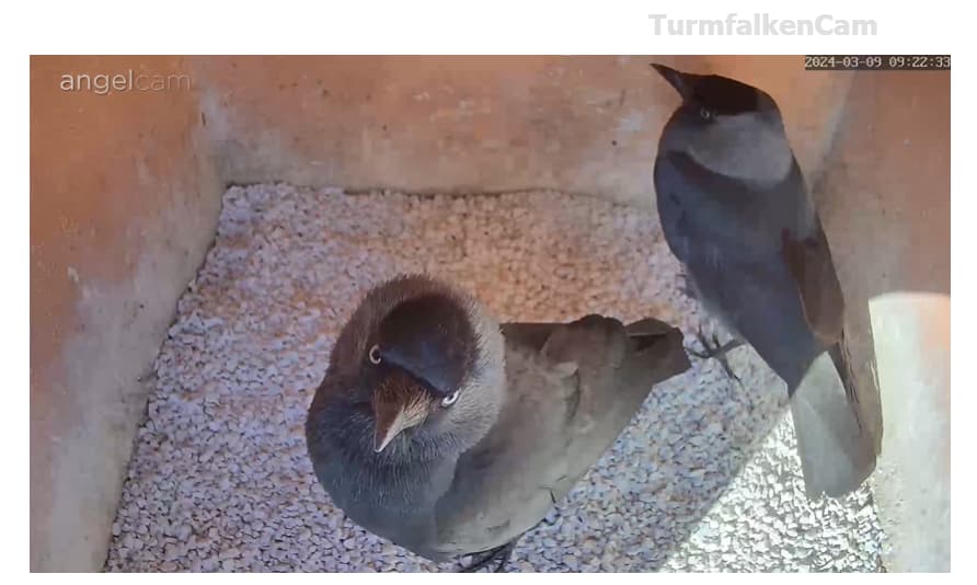 Screenshot 2024-03-09 092302