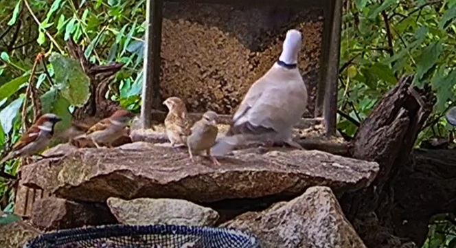 TüTa mit Spatzen am Abend 28.06.24