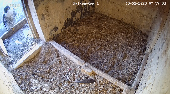 2023-03-03 07_37_53-webcams – Naturfotografen im LBV Coburg und 1 weitere Seite - Persönlich – Micro