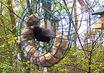 Star im Ring 05.04.24