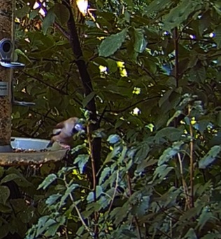 Kernbeißer 06.07.24