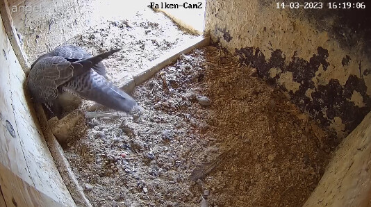 2023-03-14 16_23_25-webcams – Naturfotografen im LBV Coburg und 1 weitere Seite - Persönlich – Micro