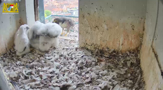 2023-04-27 07_57_01-Webcam - Lebensraum Burg und 1 weitere Seite - Persönlich – Microsoft​ Edge