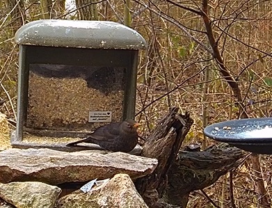 Amsel mit Pause 12.01.24