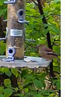 Kerni an Futtersäule Petra 03.04.24