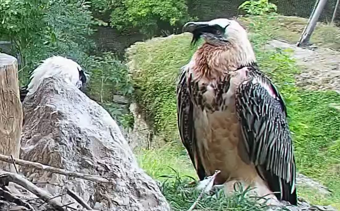 Morgens in Goldau 14.08.25