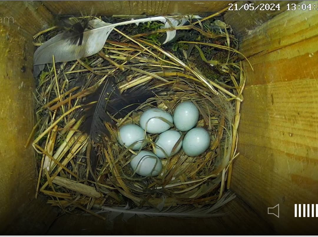 Screenshot_20240521-130816_Chrome