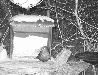 Amsel im Schnee 17.01.24