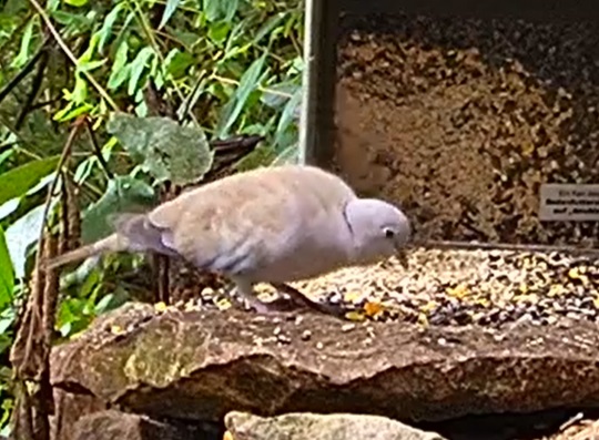 Tüta hat Silo für sich allein 04.07.24