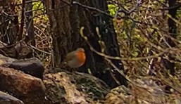 Robin 3 19.02.24