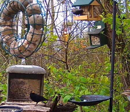 Amselmann und Star 29.03.24