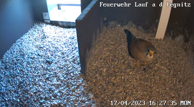 2023-04-17 16_27_42-Freiwillige Feuerwehr Lauf an der Pegnitz und 2 weitere Seiten - Persönlich – Mi