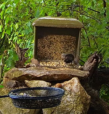 Snap_2024.06.15_09h04m22s_005_