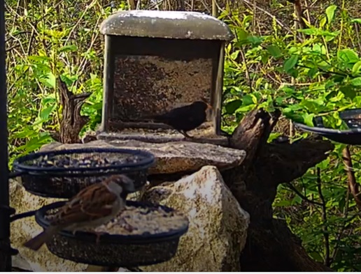 Amselmann und Spatz 31.01.24