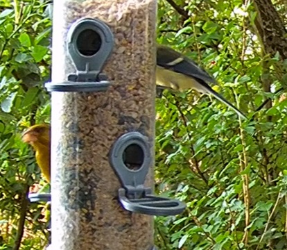 Grünfink und Meise bei Schorsch 30.06.24