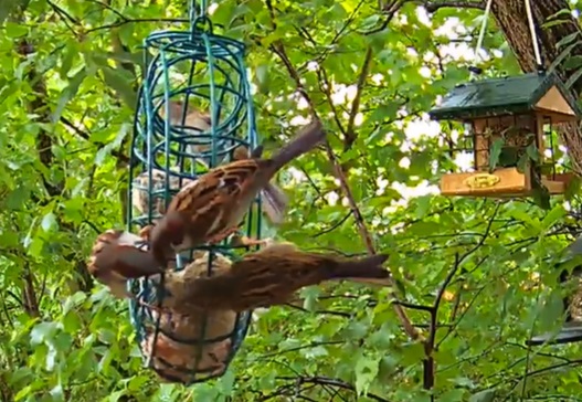 Knödelring, bei Spatzen heiß begehrt 17.05.24