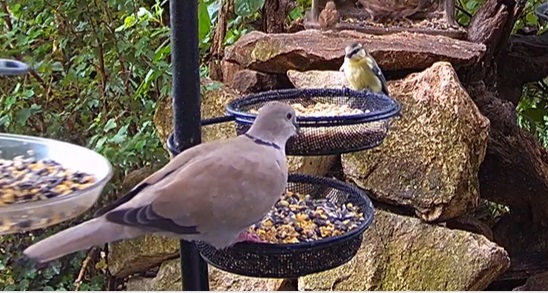 Tüta und Blaue 03.07.24