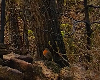 Robin 19.02.24
