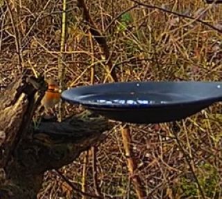 Robin 17.02.24