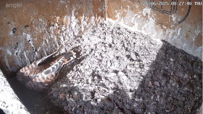 Snap_2025.06.26_08h28m08s_003_