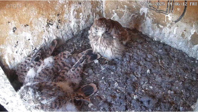 Snap_2025.06.20_14h01m54s_030_