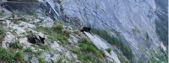 Screenshot 2025-06-01 at 14-10-02 LBV-Bartgeier Webcam im Nationalpark Berchtesgaden - LBV