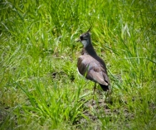 IMG_20230430_193334_179