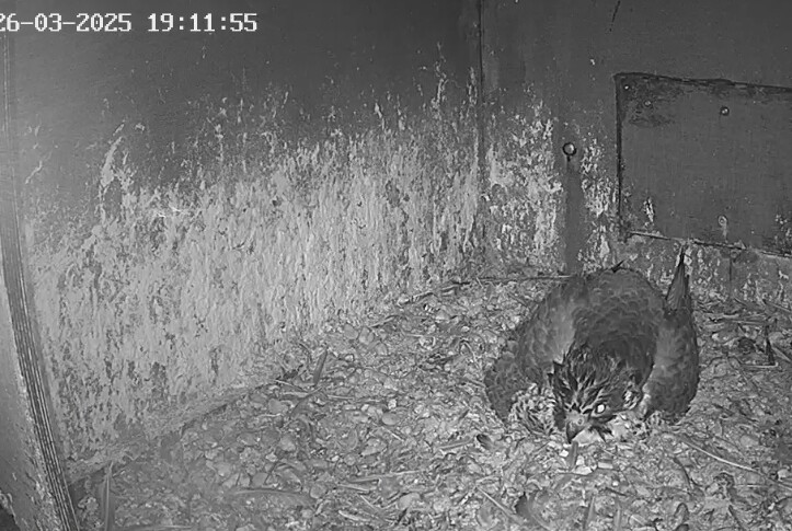 Screenshot_20250326_190713_Chrome