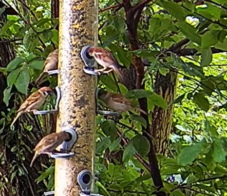 Spatzen bei Petra 11.07.24