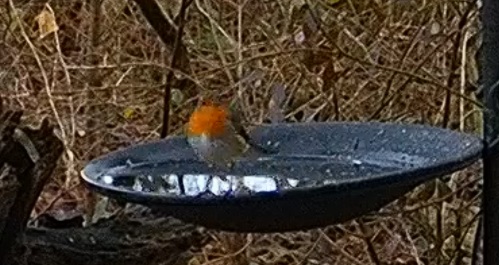 Robin am Wasser 10.12.24