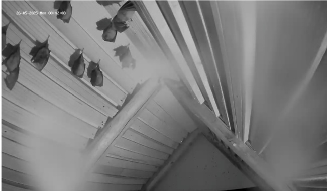 Screenshot_20250526-004213_Samsung capture